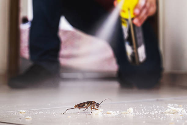 Best Cockroach Control Services  in Sunny Isles Beach, FL